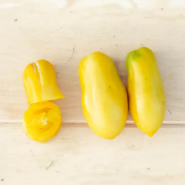 Tomate Jaune Précoce Yellow Bell