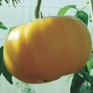 Tomate Jaune Tardive Yellow Brandywine