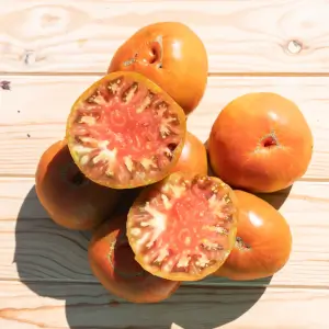 Paul Robeson Tomate Kokopelli