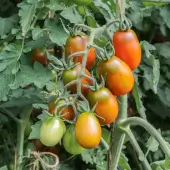 Prune Noire Tomate