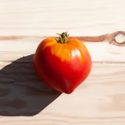 Späte rote Tomate, scharlachroter Kürbis Kokopelli