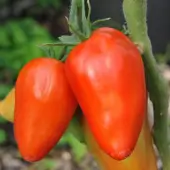 San Marzano Redorta Red Mid-season Tomato 
