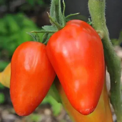 San Marzano Redorta Red Mid-season Tomato 