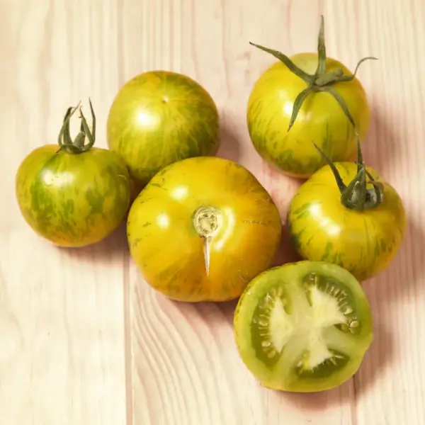 Zwischensaison Grüne Tomate Green Zebra Kokopelli