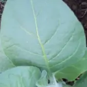 Kokopelli San Juan Pueblo Tobacco