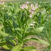 Tobacco Adiyaman - Kokopelli
