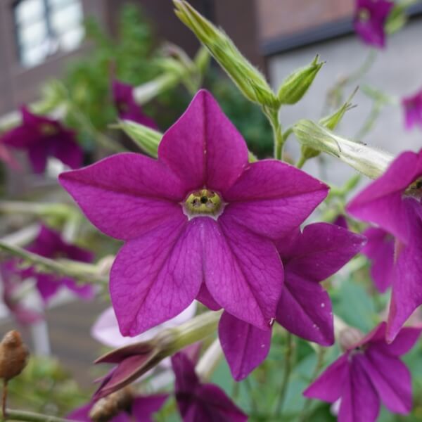 Purple Perfume Tobacco