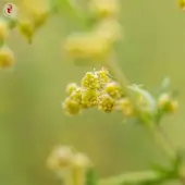 Artemisia annua - Kokopelli