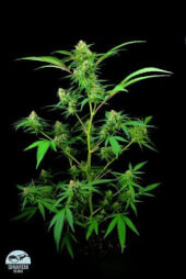 Critical +
