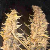 Skunk Special  4 semillas