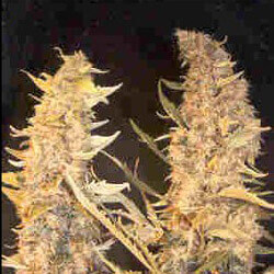 Skunk Special