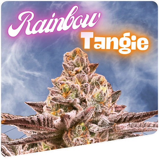 Rainbow Tangie