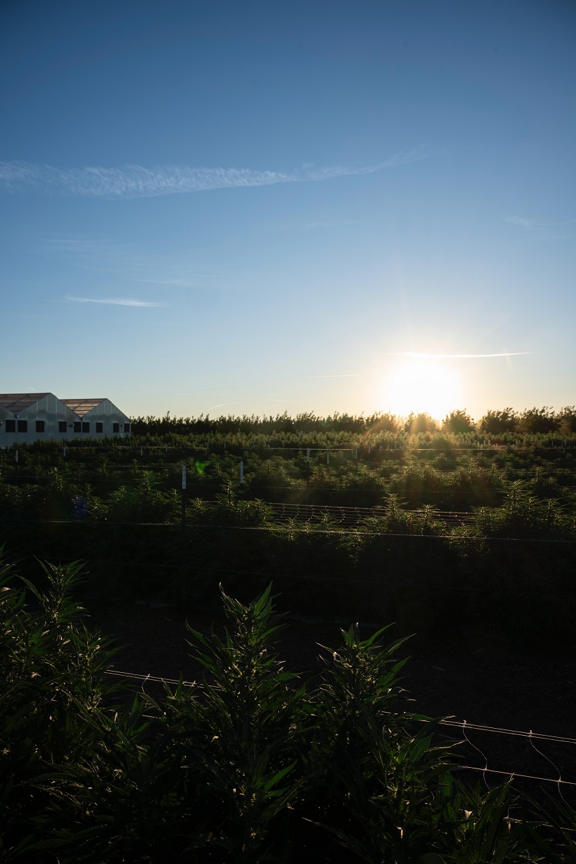 Doja Pak Farms