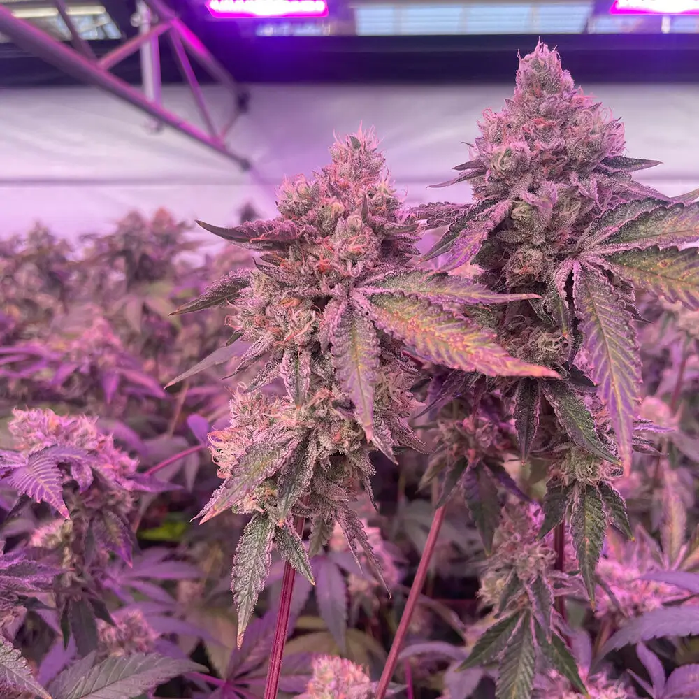 RS11 x Banana OG, Doja Pak x Barney's Farm
