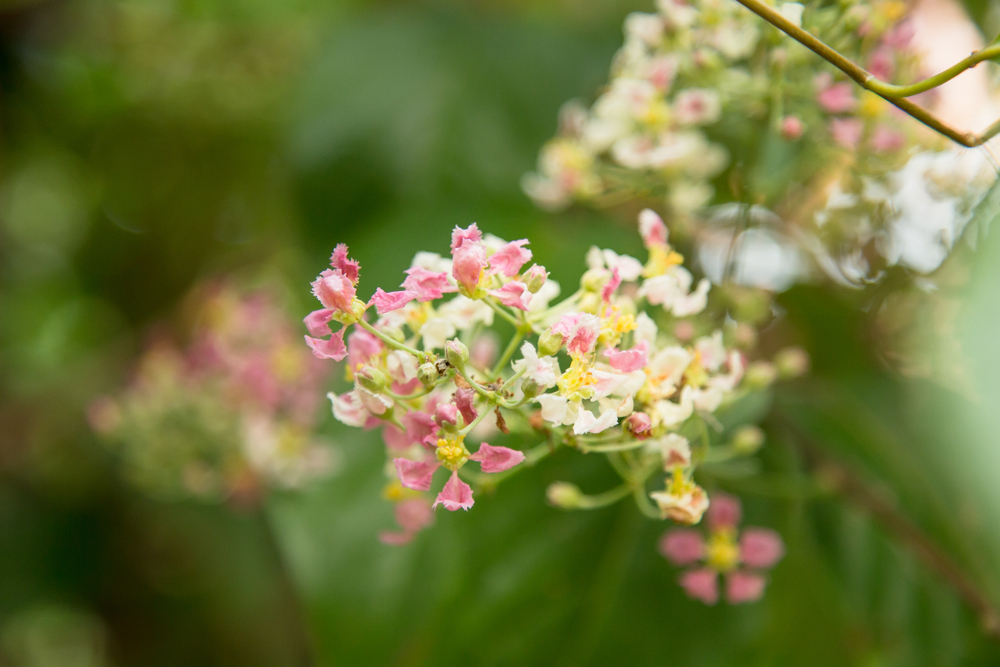 Flor de Banisteriopsis Caapi, un componente del Ayahuasca