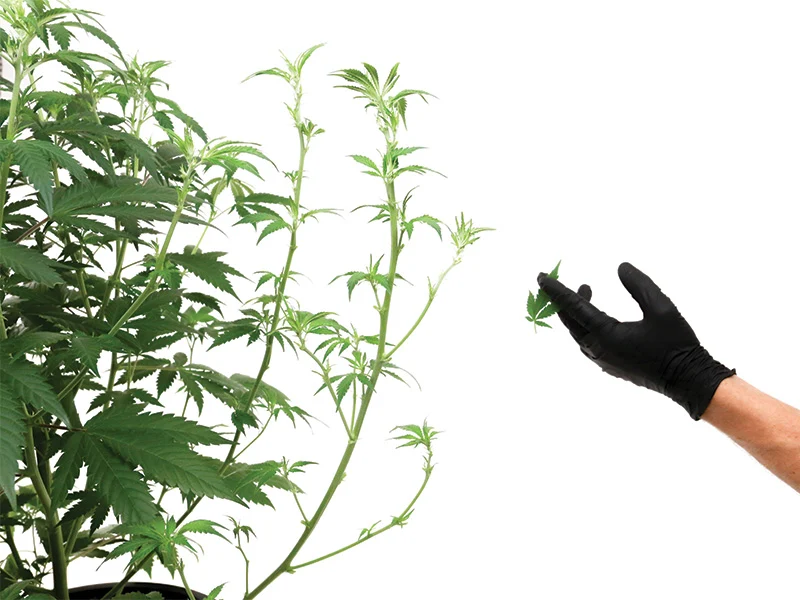 Schwazzing: Extreme Defoliation of Cannabis