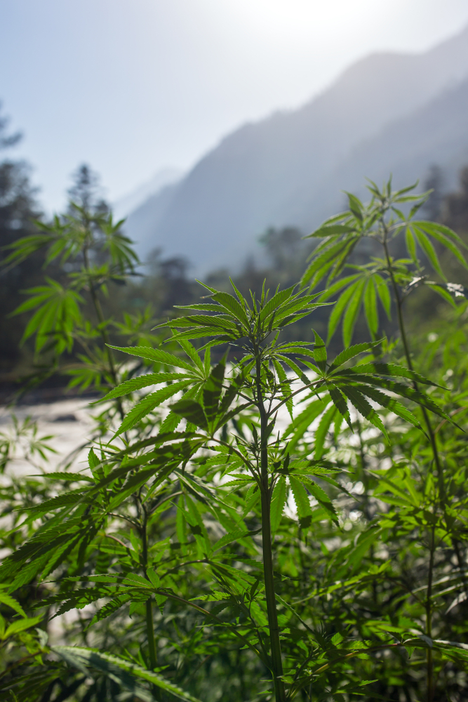 Historia del cannabis en la India y Pakistán