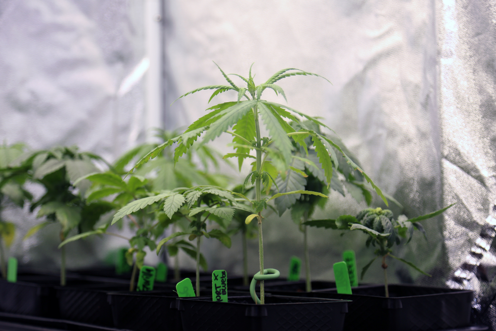 Pheno Hunting, comment trouver la plante de ta vie dans une poignée de graines