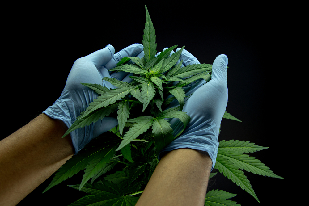 How cannabis hormones influence growth and flowering