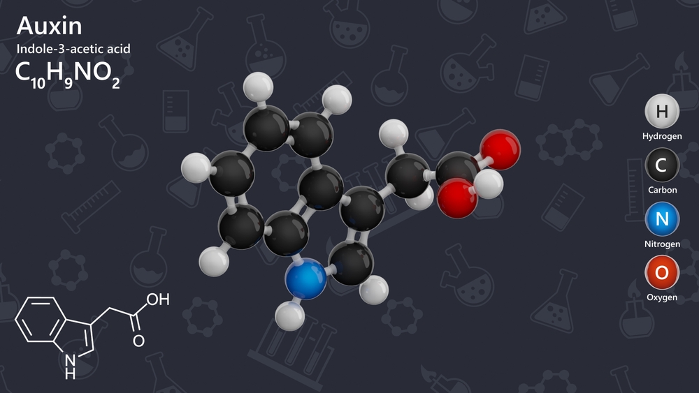 An auxin molecule