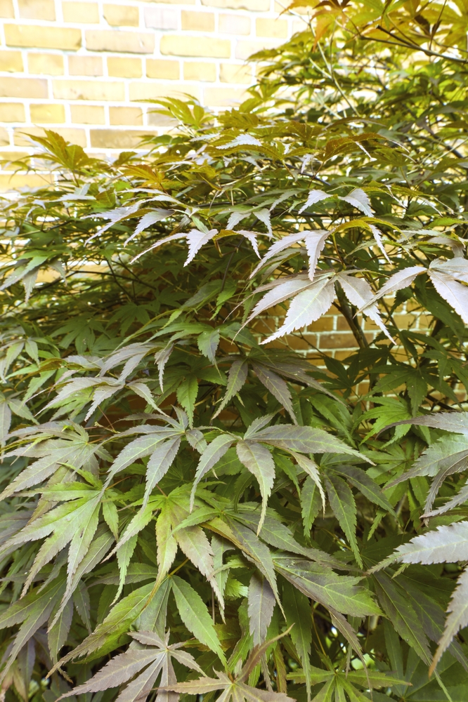 The structure of a cannabis plant is defined by its hormones.