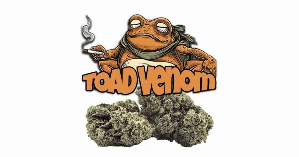 Origen de la variedad de cannabis Toad Venom