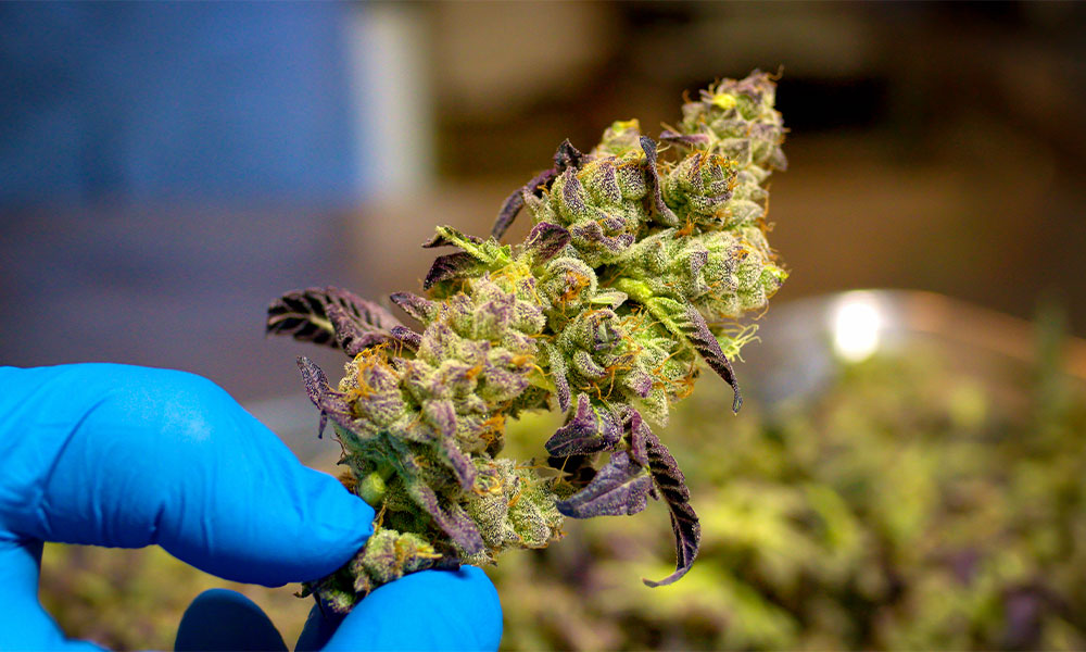 A freeze-dried cannabis flower