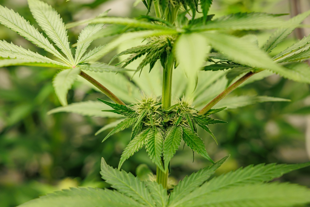 Chlorophyll gives cannabis its green color, but also an acrid flavor
