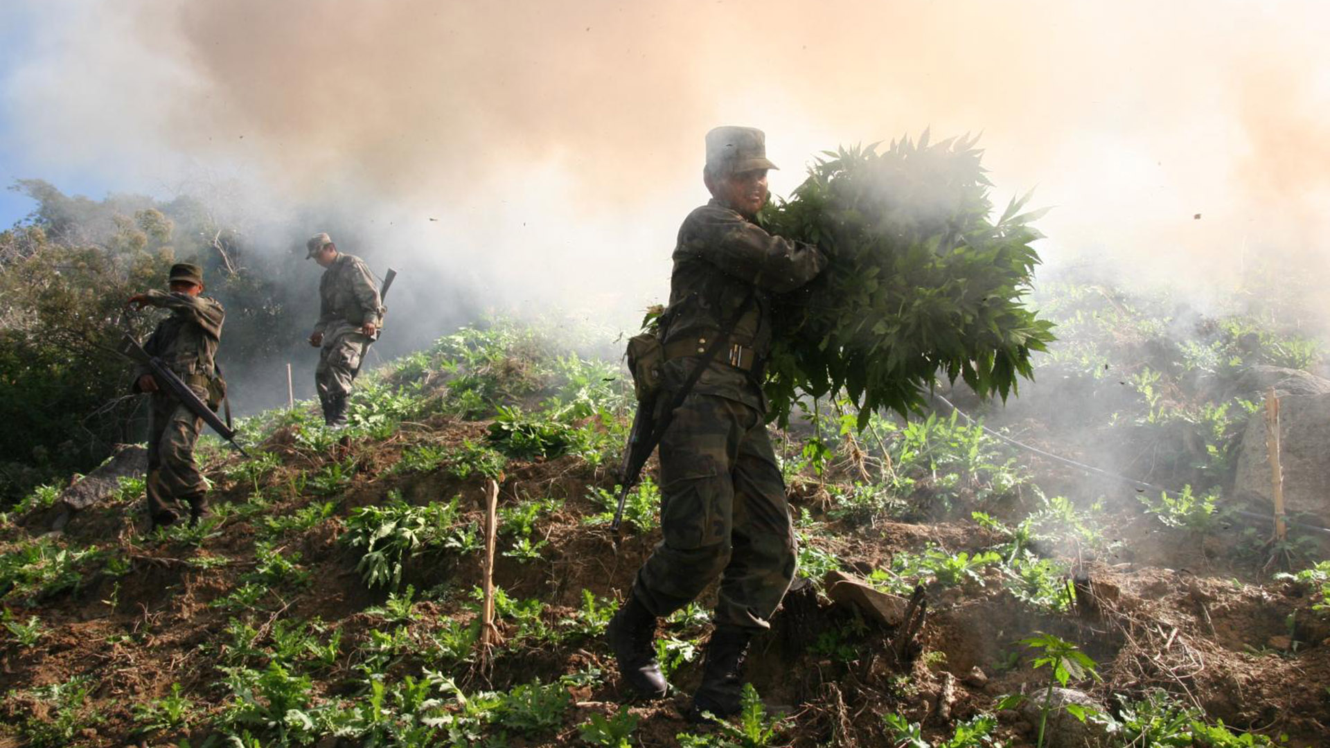 La guerra contra las drogas, uno de los factores de la desaparici&oacute;n de ciertas variedades de cannabis.