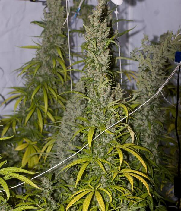 Mango Haze, descendiente de Haze C