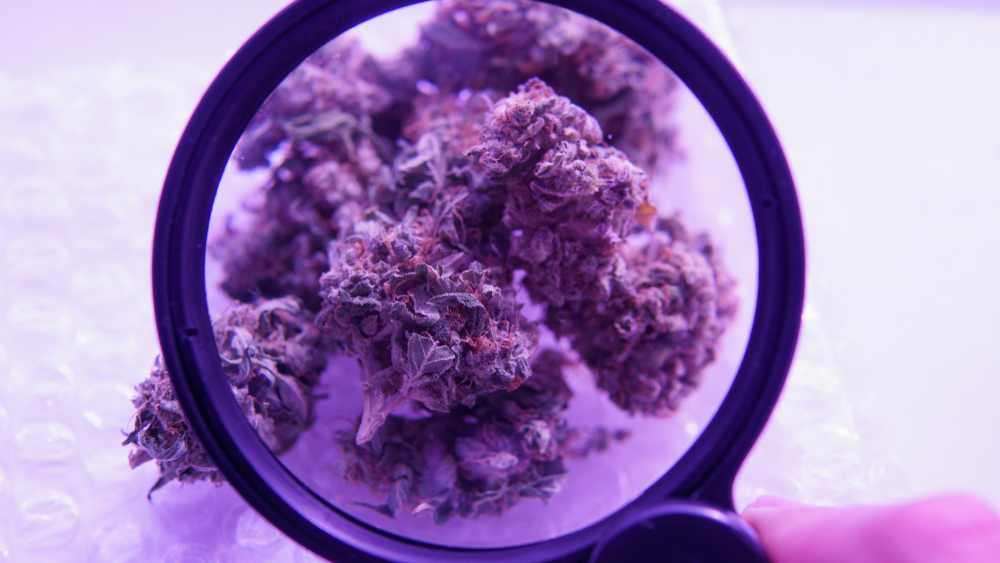 Variedades de cannabis extinguidas