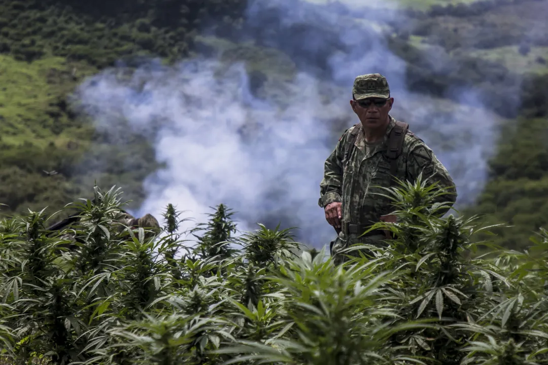 Destrucci&oacute;n de un campo de cannabis en M&eacute;xico (Rashide Frias, AFP)