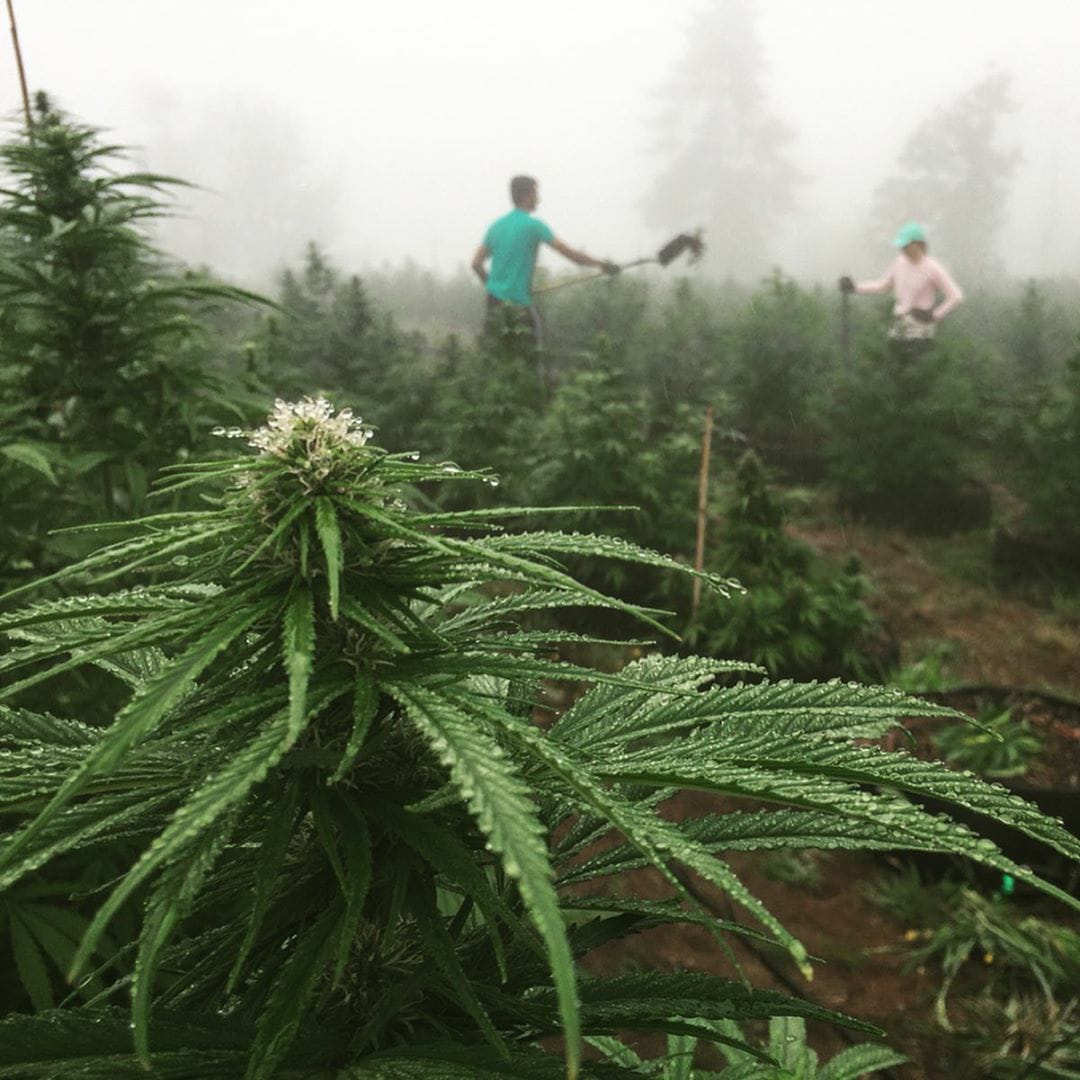 Cultivo de cannabis a gran escala en Colombia (foto: Revista THC)