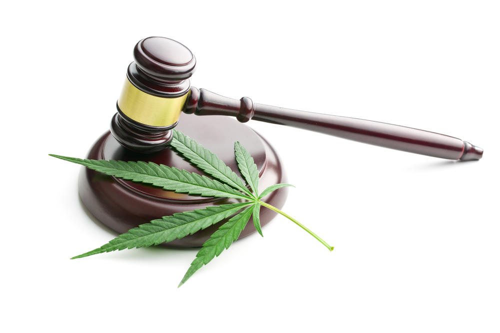 Le cannabis devant les tribunaux, lorsque le nom d'une génétique entre en conflit avec une marque déposée