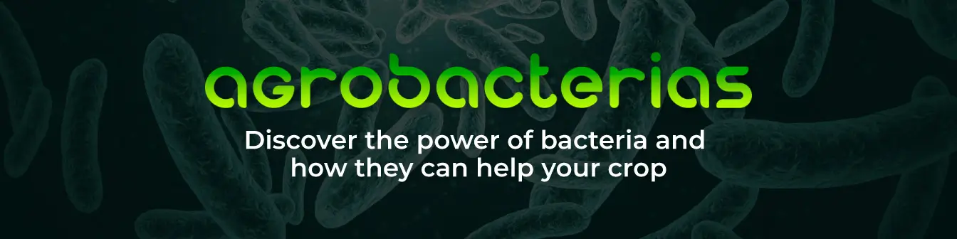 Agrobacterias