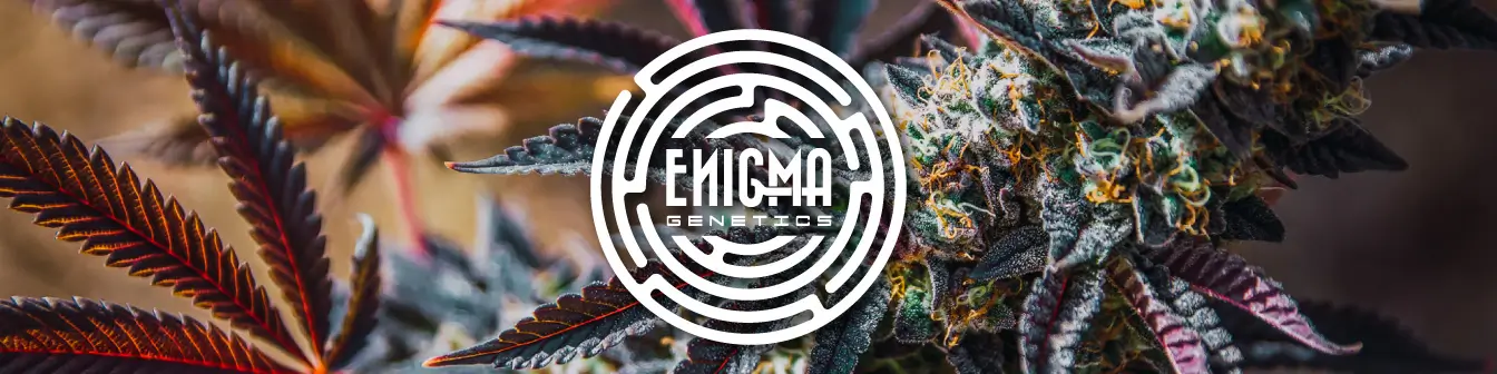 Enigma Genetics