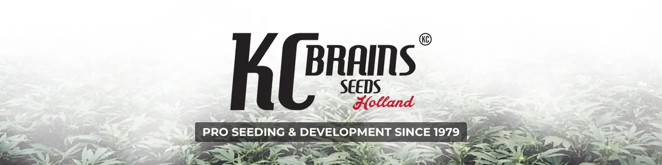 K.C. Brains