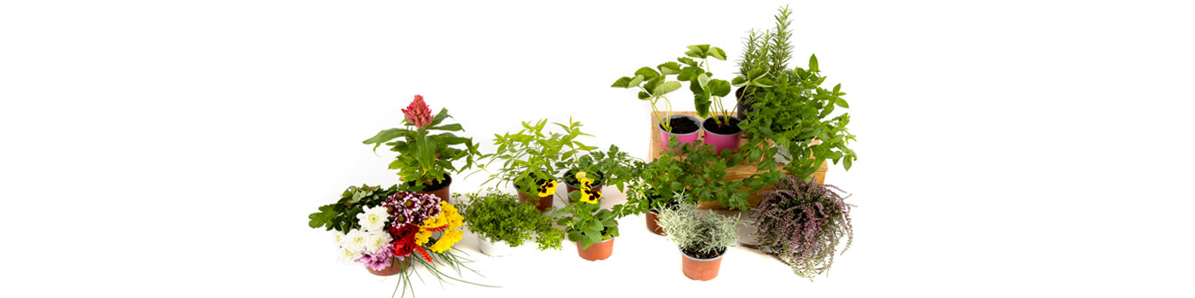 Samen von Blumen und aromatische Pflanzen