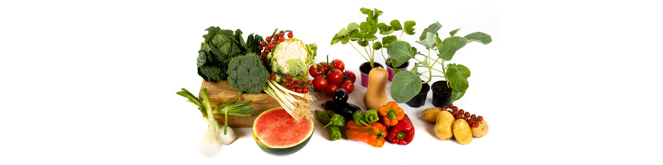 Vegetable seeds