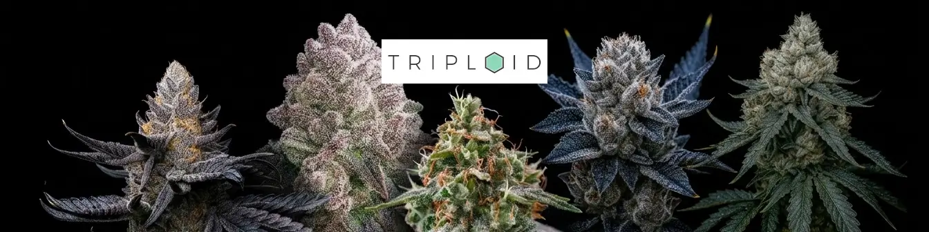 Triploid Genetics
