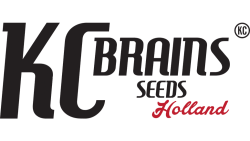 K.C. Brains