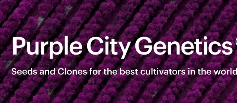 Purple City Genetics