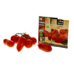 Semillas de tomate