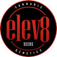 Graines de cannabis