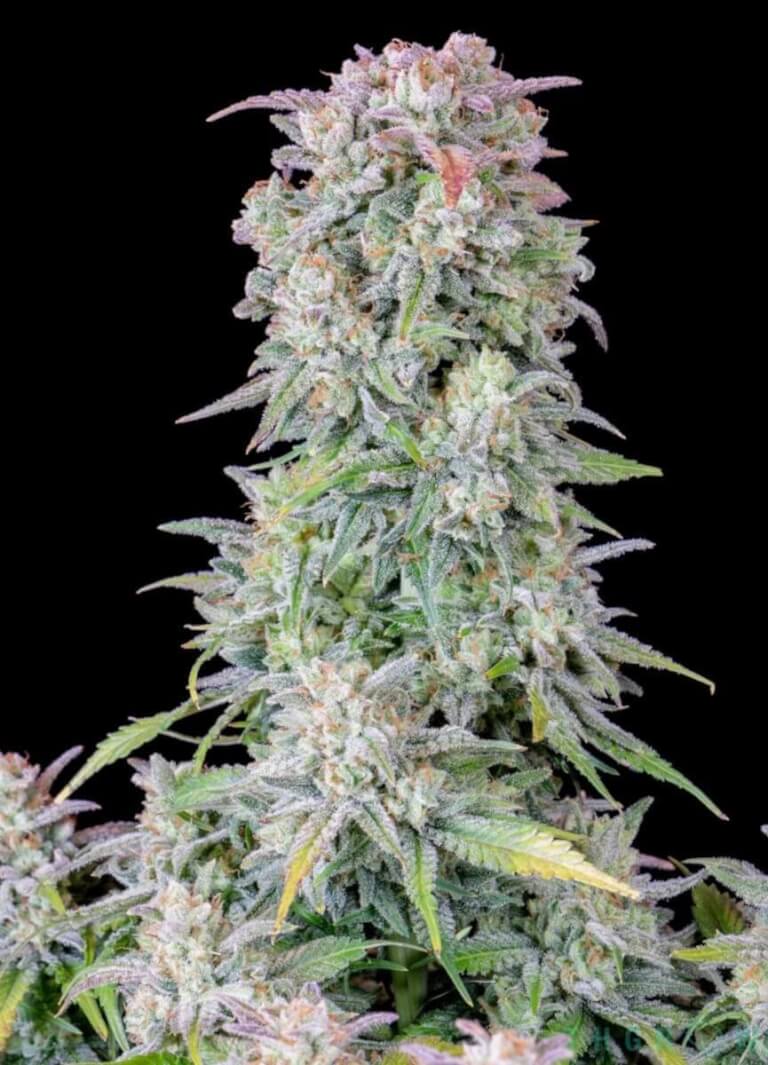 Afghan Kush Auto