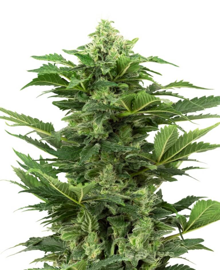 Afghan Pearl CBD Auto