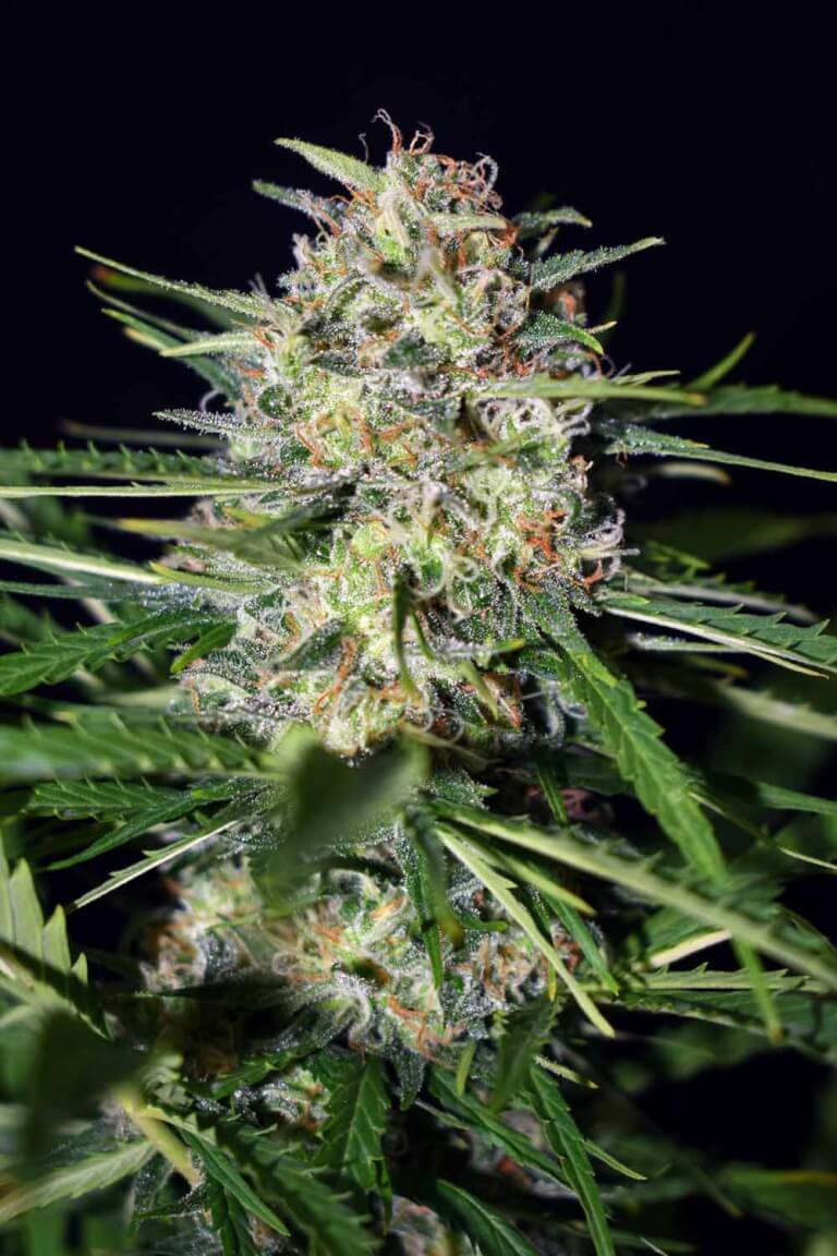 Afghan Shadow ASB