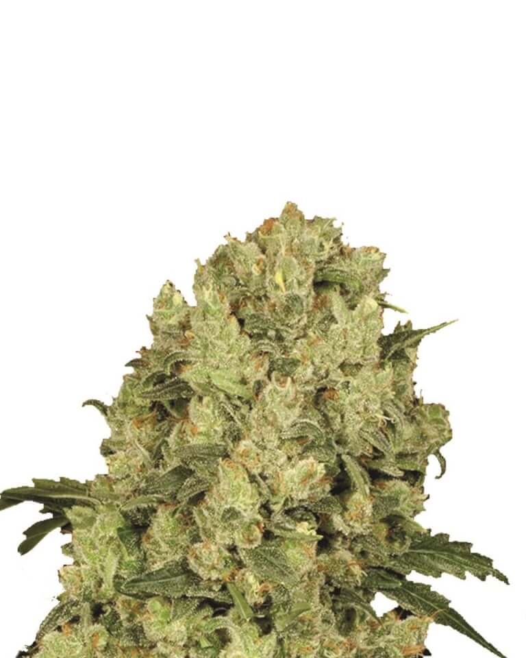AK-48