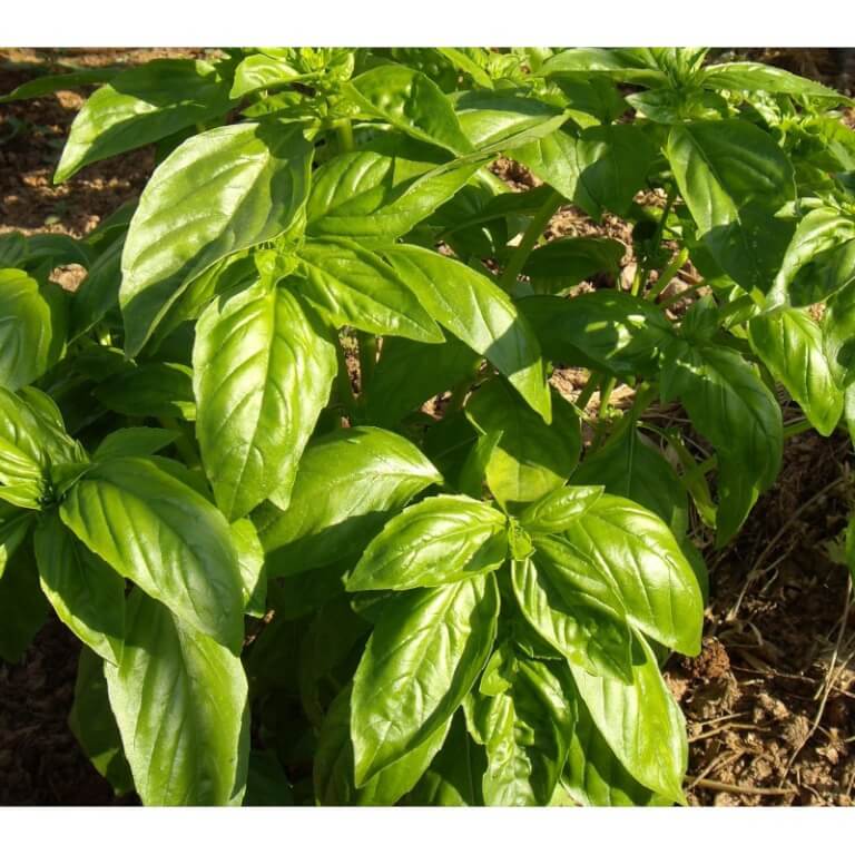 Les Refardes Large Leaf Basil