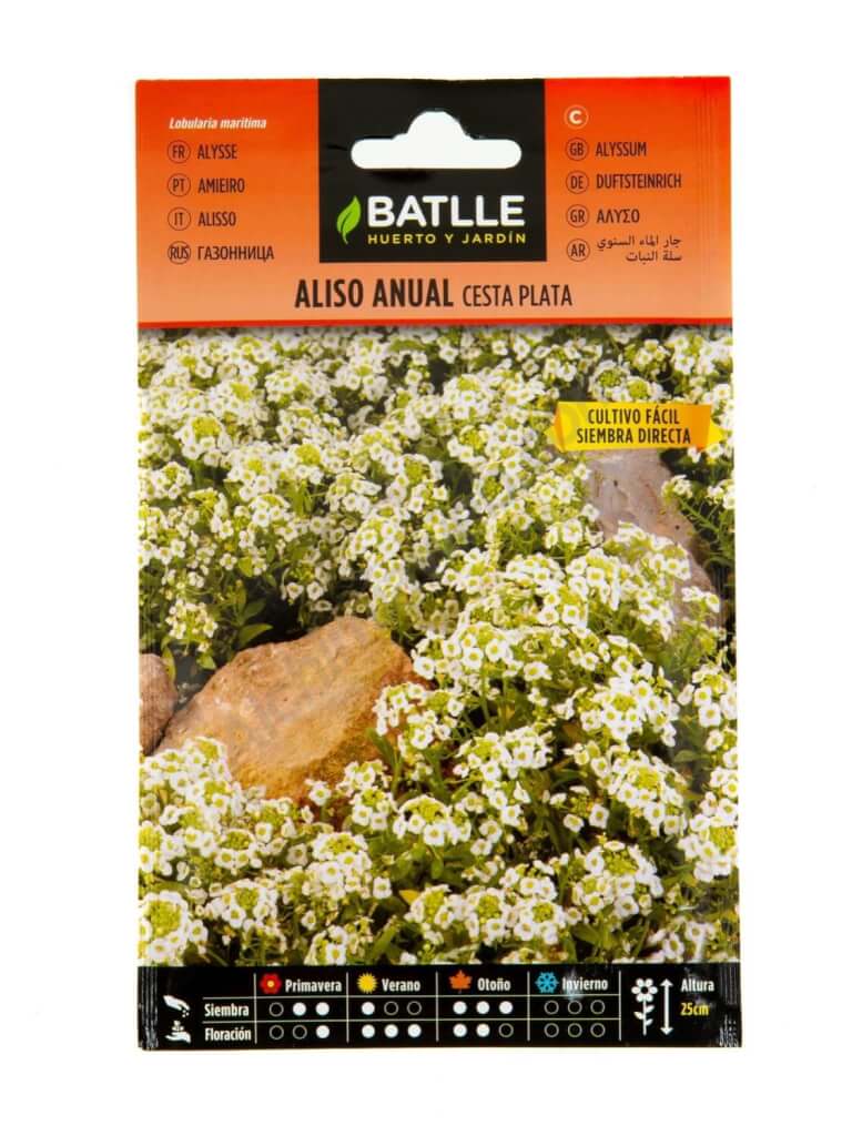 Snow Basket Alyssum